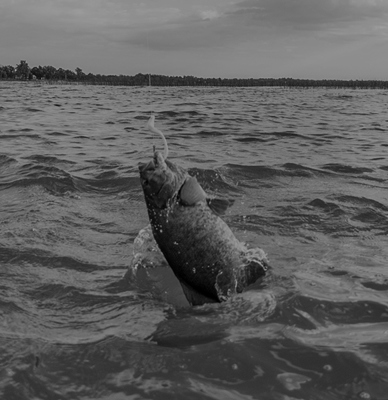 Umbrella Rig vs. Dropshot