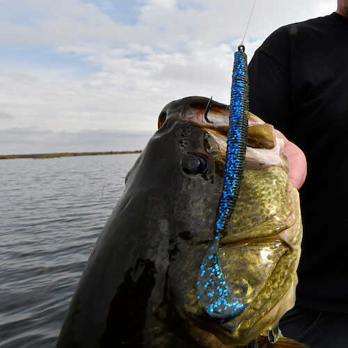 Bass with worm in mouth