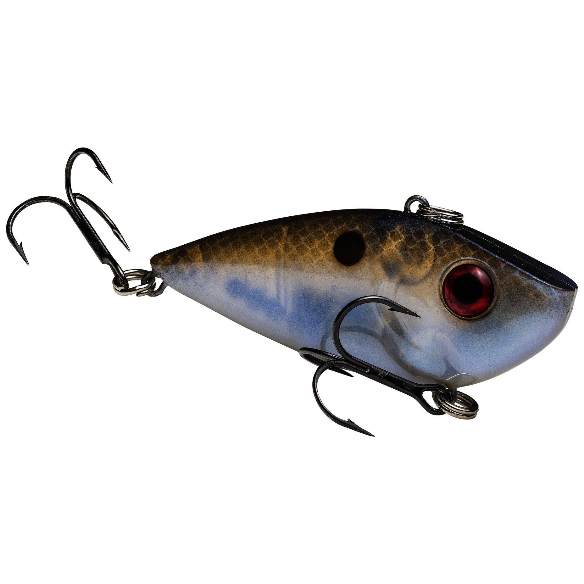 Blue Gizzard Red Eyed Shad