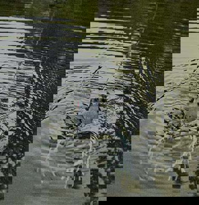 Summer Bass Fishing Essentials