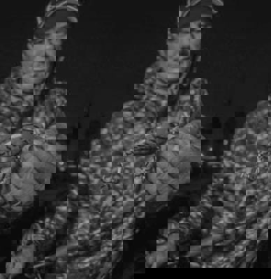 KVD Squarebill 1.5 vs. Chick Magnet Crankbait