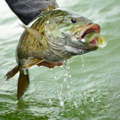 Rage swimmer in mouth of bass