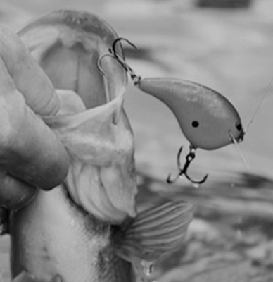 Red Eyed Shad vs. Chick Magnet Crankbait