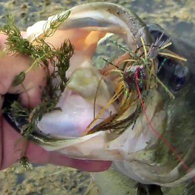 A jig caught in the mouth of a largemouth bass