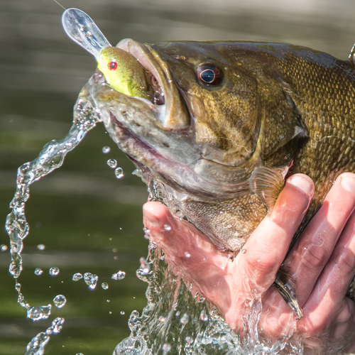 Pro Model 3XD Crankbait - Image 2