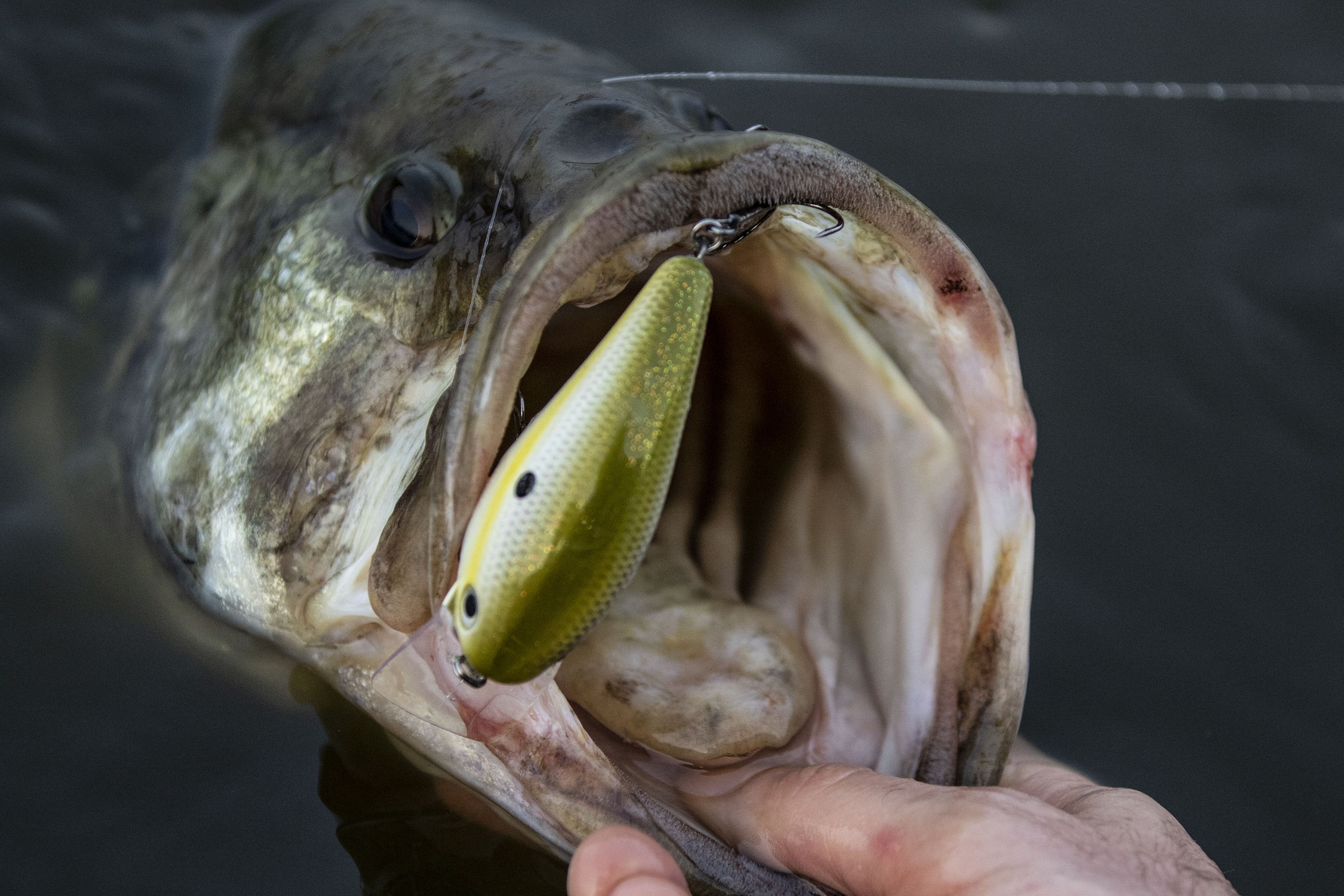 KVD Squarebill 4.0 Magnum Crankbait | Strike King Lure Company