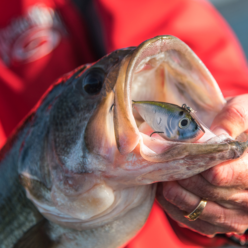 Red Eyed Shad 1/2oz - Image 2