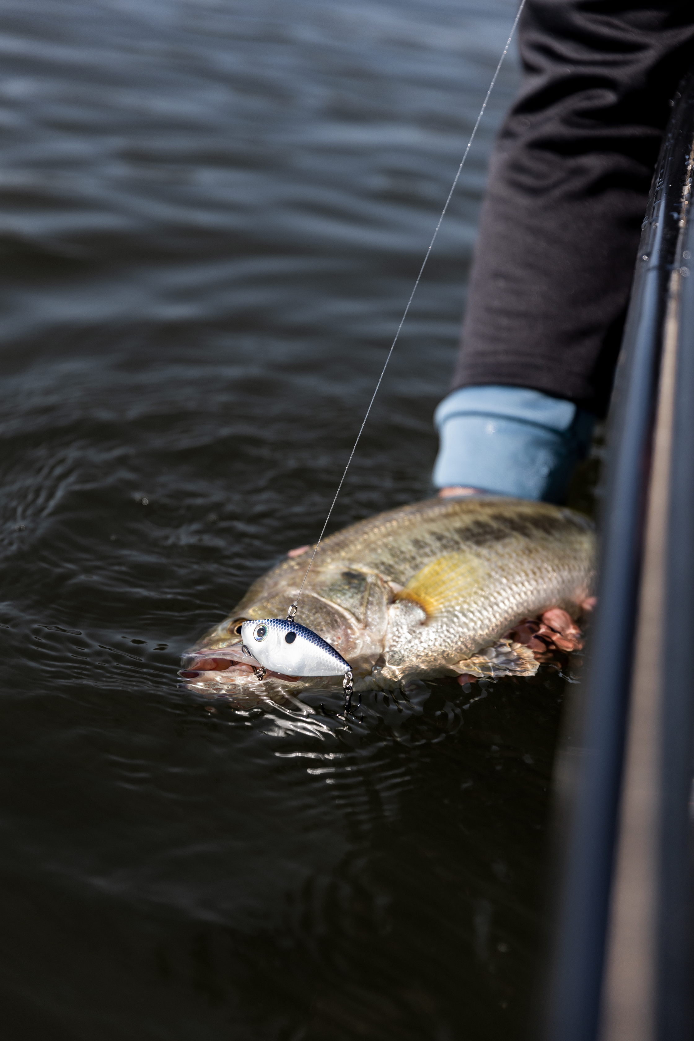 Red Eyed Shad 3/4oz - Image 2