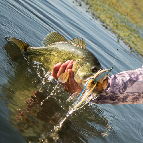 KVD Sexy Frog | Strike King Lure Company